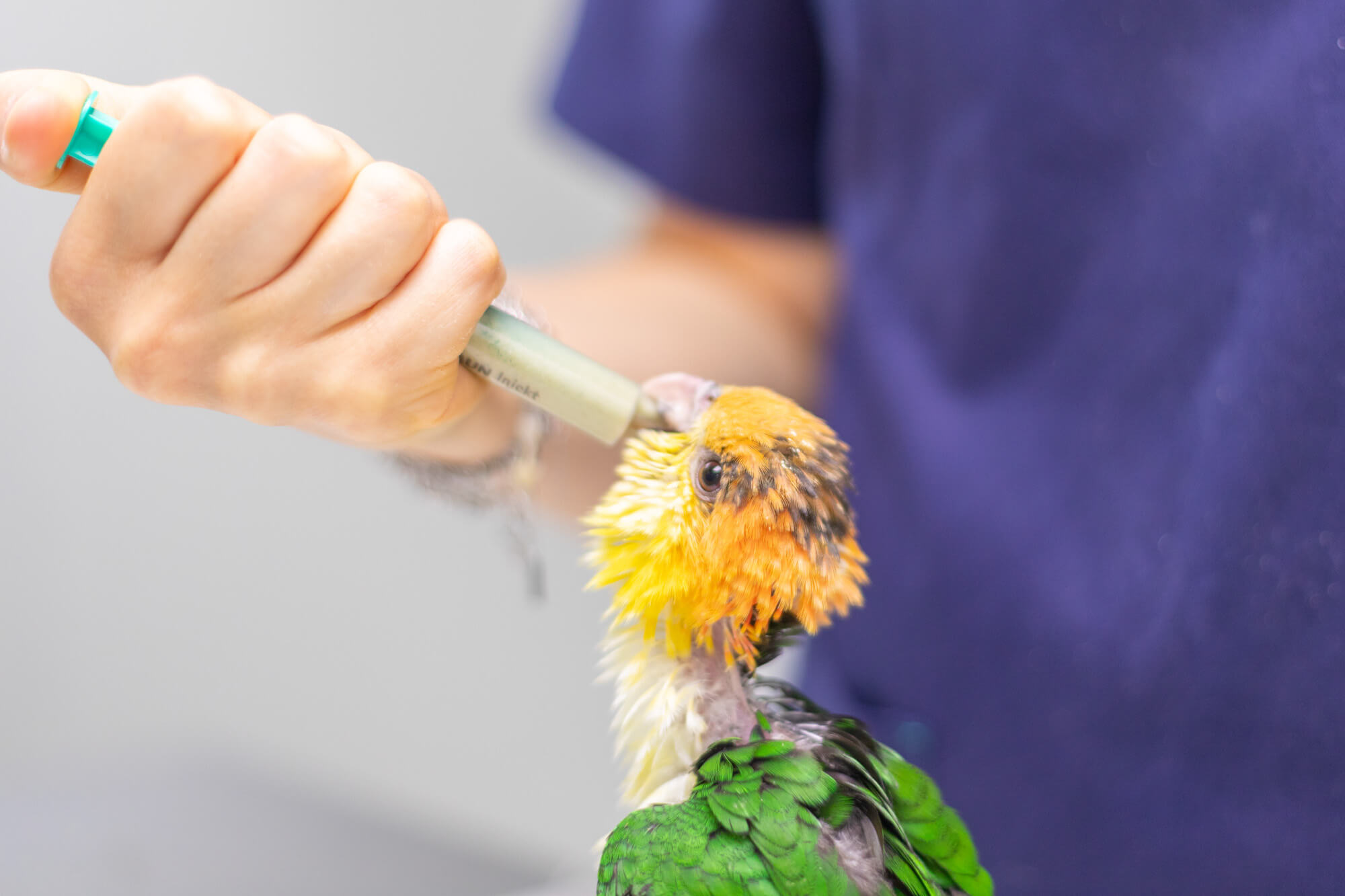 tratamiento ave en exotics veterinaria de barcelona
