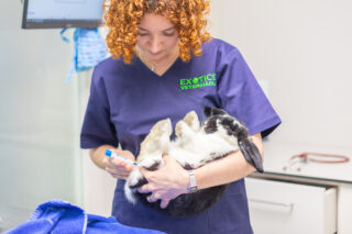 vacuna a conejo en exotics veterinaria de barcelona