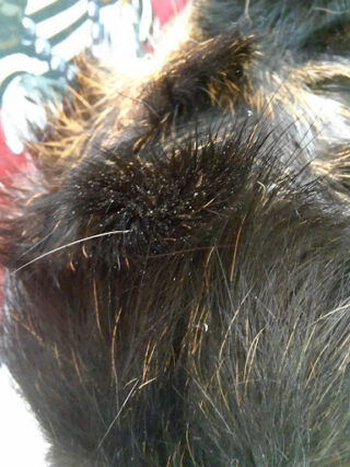 Caso clínico cobayas. Imagen de ácaros en el pelo.