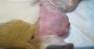 Rasuración de escrotos en cirugía de esterilización y castración de roedores