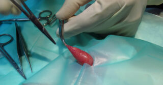 Acceso a las estructuras que envuelven al testículo en cirugía de esterilización y castración de roedores