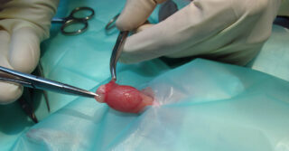 Exteriorización de testículos, vasos y conductos en cirugía de esterilización y castración de roedores
