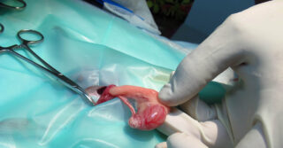 Exteriorización de testículos, vasos y conductos en cirugía de esterilización y castración de roedores