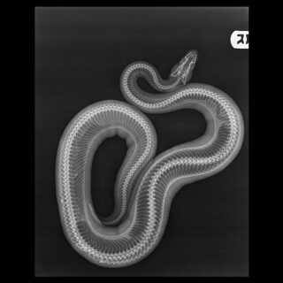 Prueba radiológica a serpiente