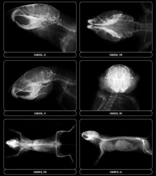 Radiología normal en ardilla