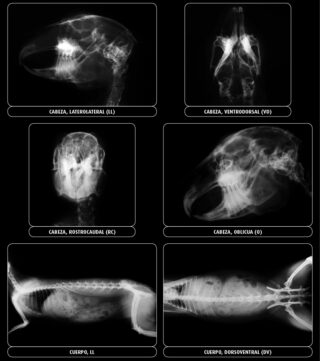Radiología normal en conejo