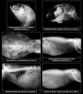 Radiología patológica en conejo