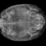 Radiografía de tortuga