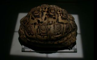 Radiografía de tortuga: Proyección dorso-ventral (DV)