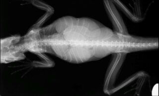 Radiografía de reptil: Proyección dorso-ventral (DV)