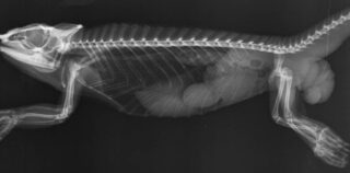 Radiografía de reptil: Proyección látero-lateral (LL)