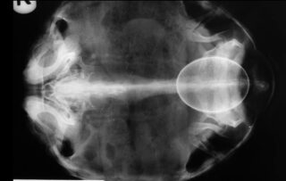 Radiografía de tortuga
