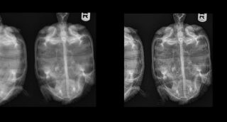 Radiografía de tortuga. Procesado de la imagen digital