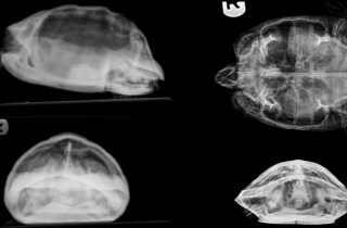 Radiografía de tortuga: Proyección dorso-ventral (DV), Proyección látero-lateral (LL), Proyección cráneo-caudal (CrCa)