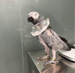 exotics veterinaria picaje aves