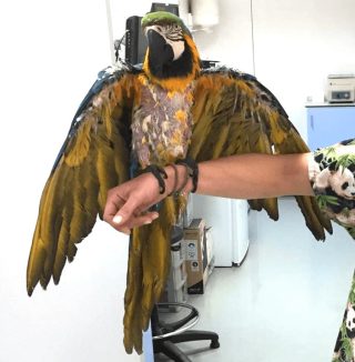 exotics veterinaria picaje aves