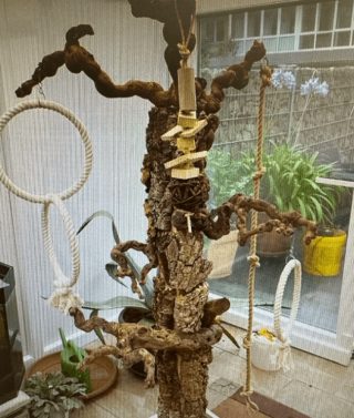 exotics veterinaria picaje aves