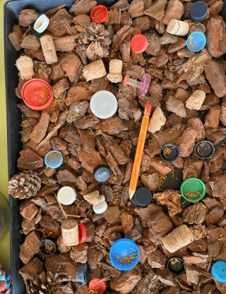 exotics veterinaria picaje aves