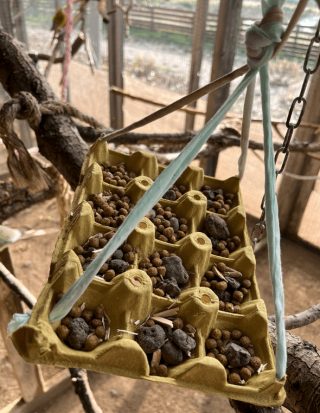 exotics veterinaria picaje aves