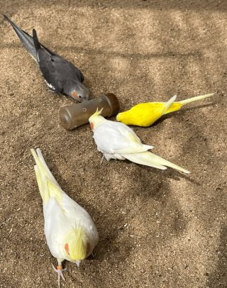 exotics veterinaria picaje aves