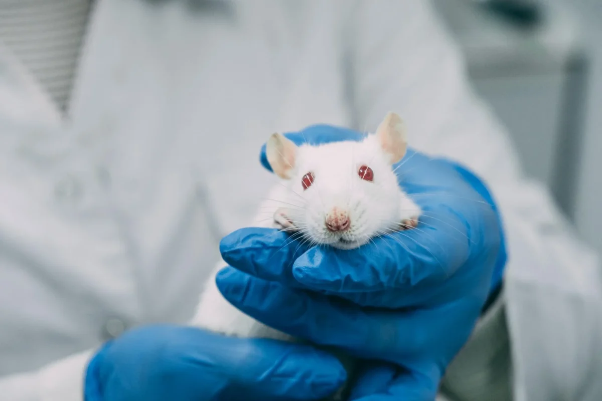 veterinario-sostiene-rata-en-manos-1200x800.webp